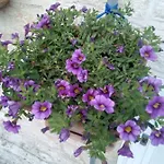 Trulletto Dei Sogni Сasa de vacaciones Alberobello