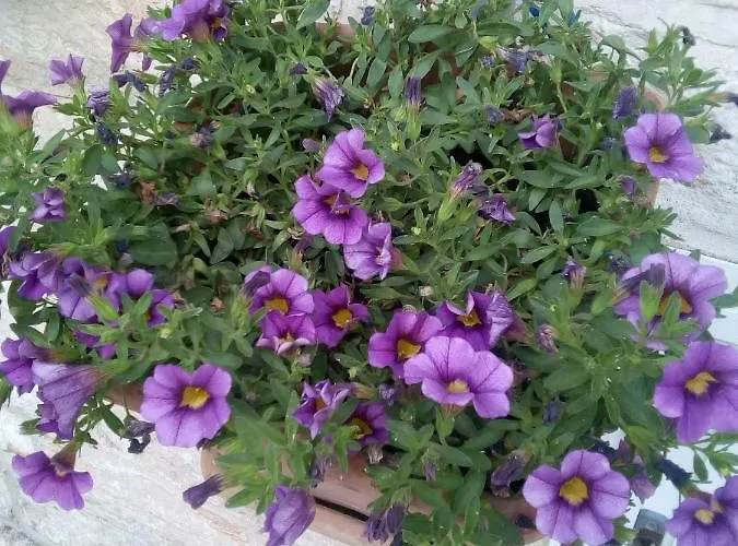 Trulletto Dei Sogni Vakantiehuis Alberobello